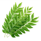 Walgrow Indian Fresh Kadi Leaf/Patta (Green) - Walgrow.com